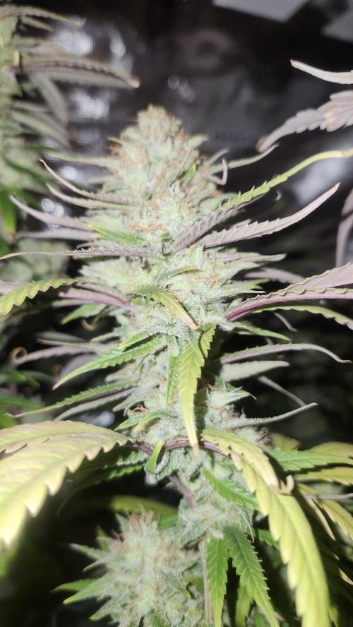 HAZE DRIP!!!. Week 25 - 01/06