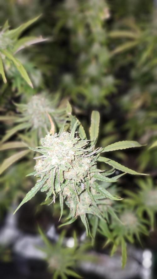 HAZE DRIP!!!. Week 25 - 01/06