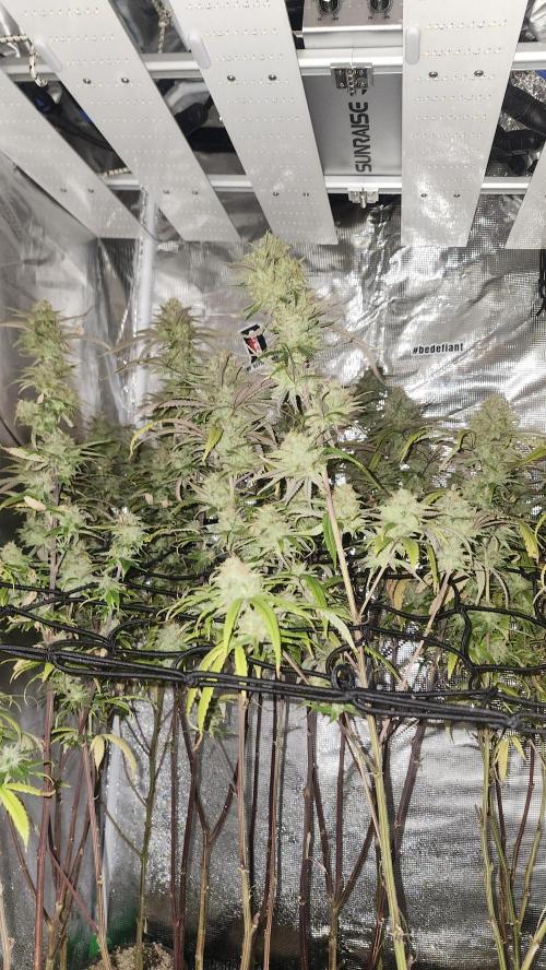 HAZE DRIP!!!. Week 25 - 01/06