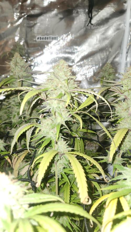 HAZE DRIP!!!. Week 25 - 01/06