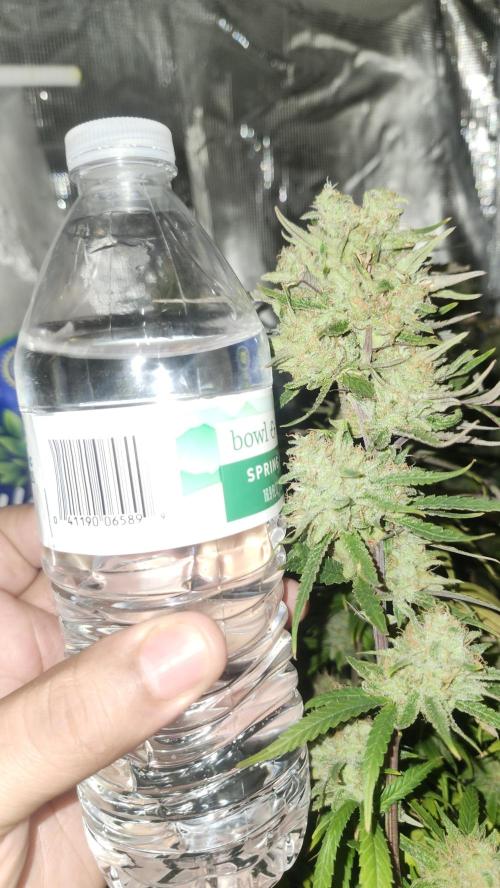 HAZE DRIP!!!. Week 25 - 01/06