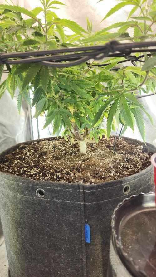 Grapeppy Grape!!. Week 14