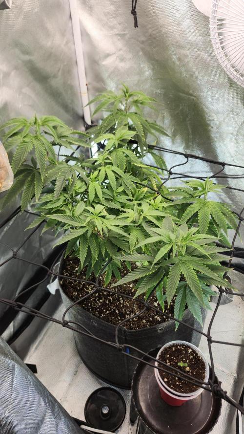 Grapeppy Grape!!. Week 14