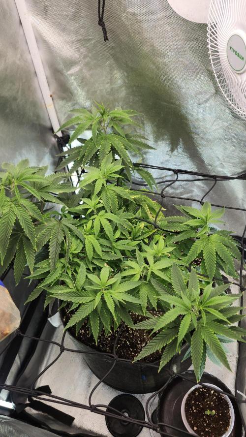 Grapeppy Grape!!. Week 14