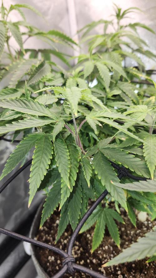 Grapeppy Grape!!. Week 14