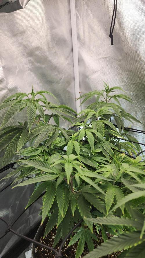 Grapeppy Grape!!. Week 14