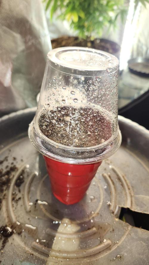 Grow Along (RDO). Week 0 - 01/07