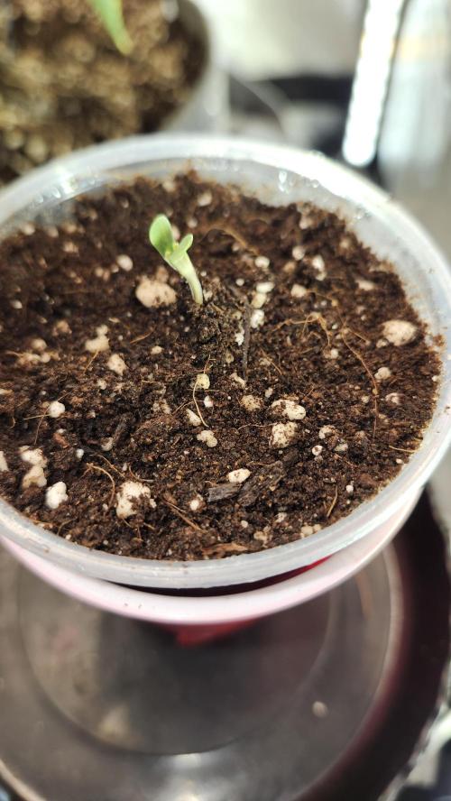 Grow Along (RDO). Week 0 - 01/07