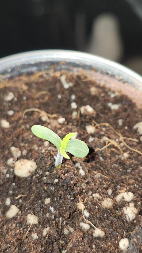 Grow Along (RDO). Week 0 - 01/07