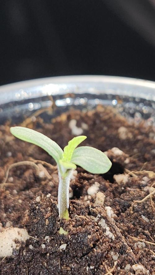 Grow Along (RDO). Week 0 - 01/07