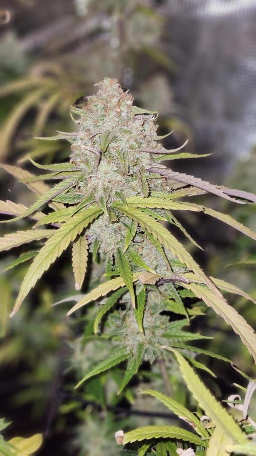 HAZE DRIP!!!. Week 25 - 01/08