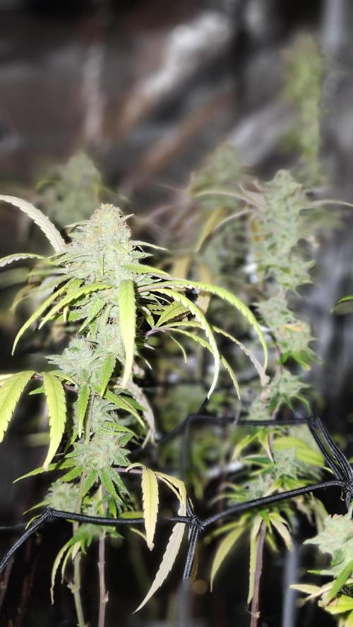 HAZE DRIP!!!. Week 25 - 01/08