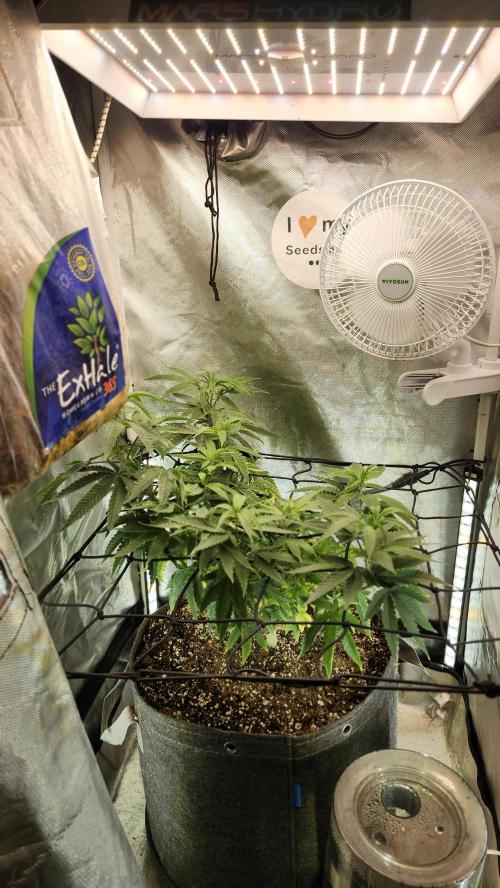 Grapeppy Grape!!. Week 14 - 01/06