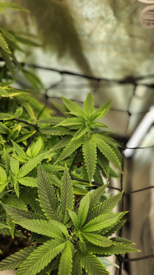 Grapeppy Grape!!. Week 14 - 01/06