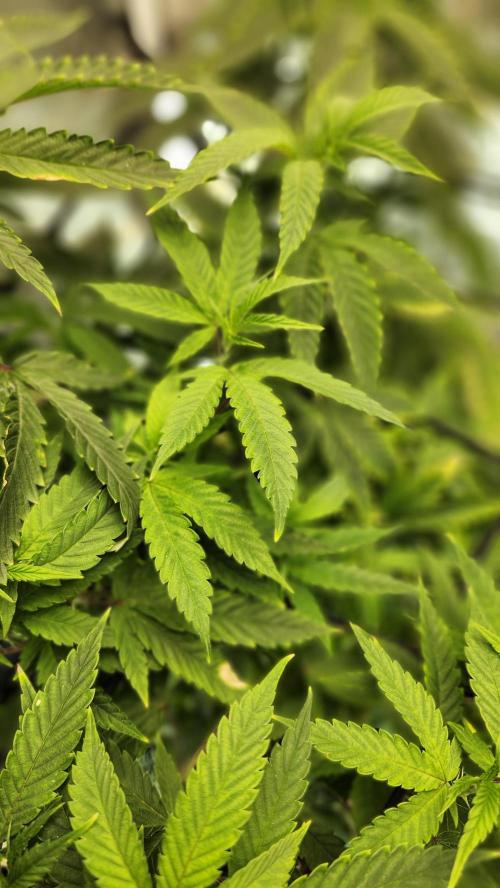 Grapeppy Grape!!. Week 14 - 01/06