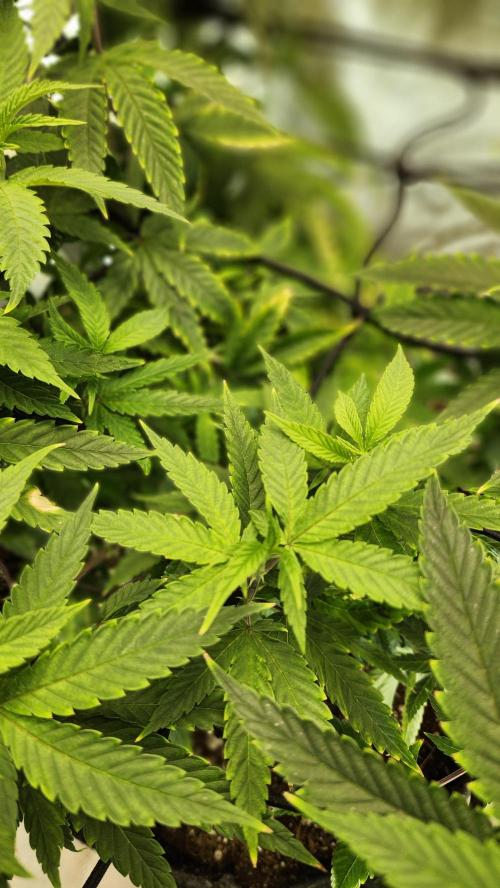 Grapeppy Grape!!. Week 14 - 01/08