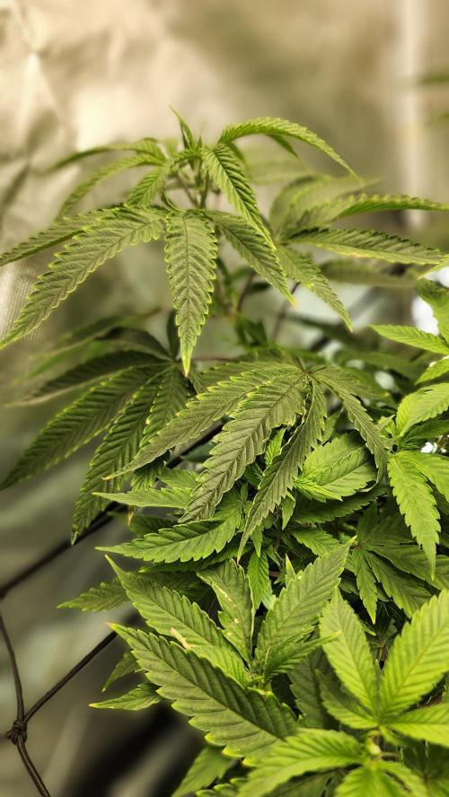 Grapeppy Grape!!. Week 14 - 01/08