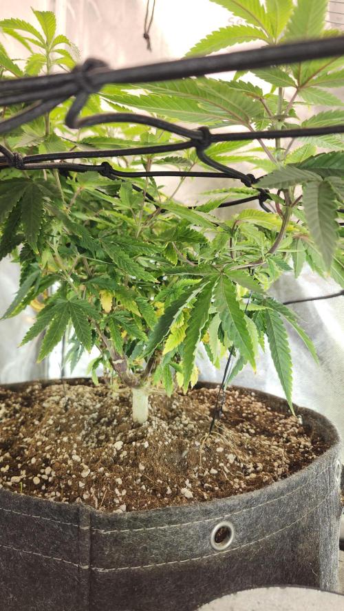 Grapeppy Grape!!. Week 14 - 01/08