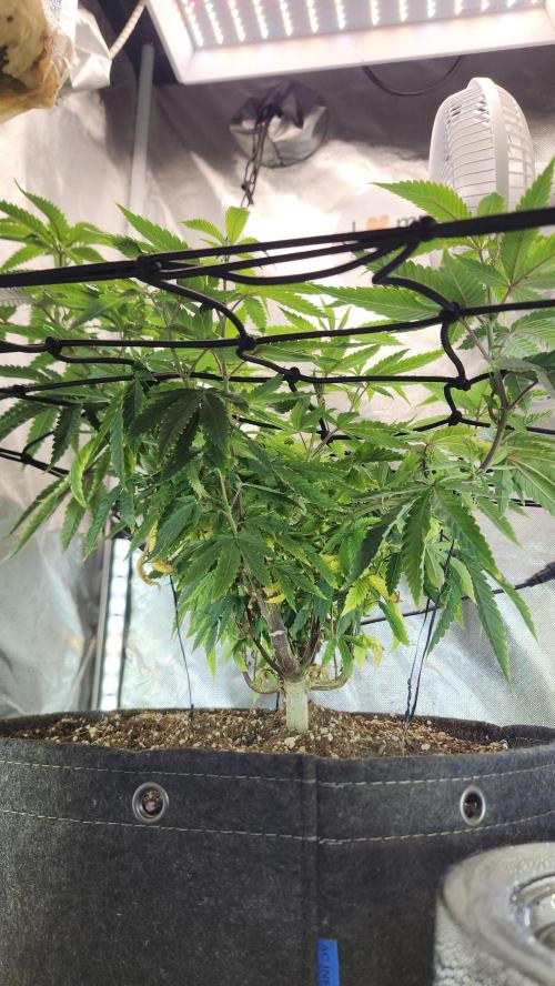 Grapeppy Grape!!. Week 14 - 01/08