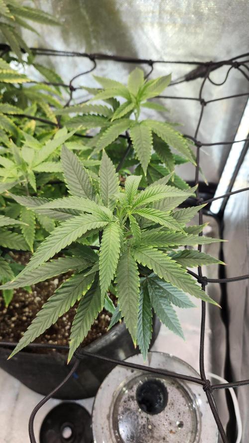 Grapeppy Grape!!. Week 14 - 01/08