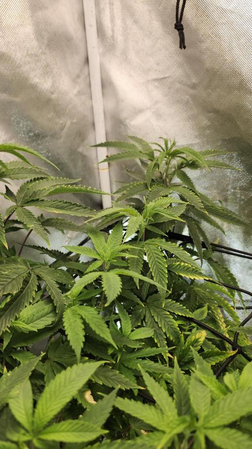 Grapeppy Grape!!. Week 14 - 01/08