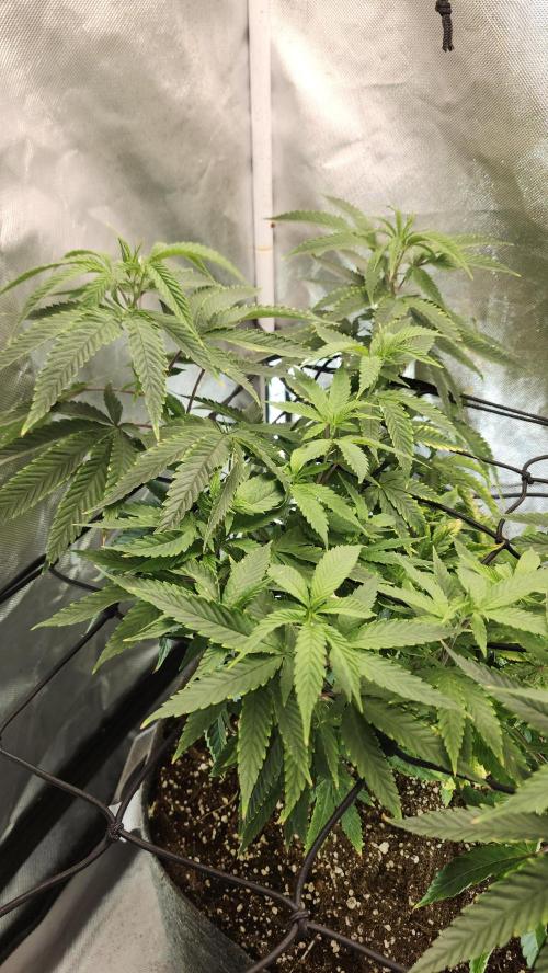 Grapeppy Grape!!. Week 14 - 01/08