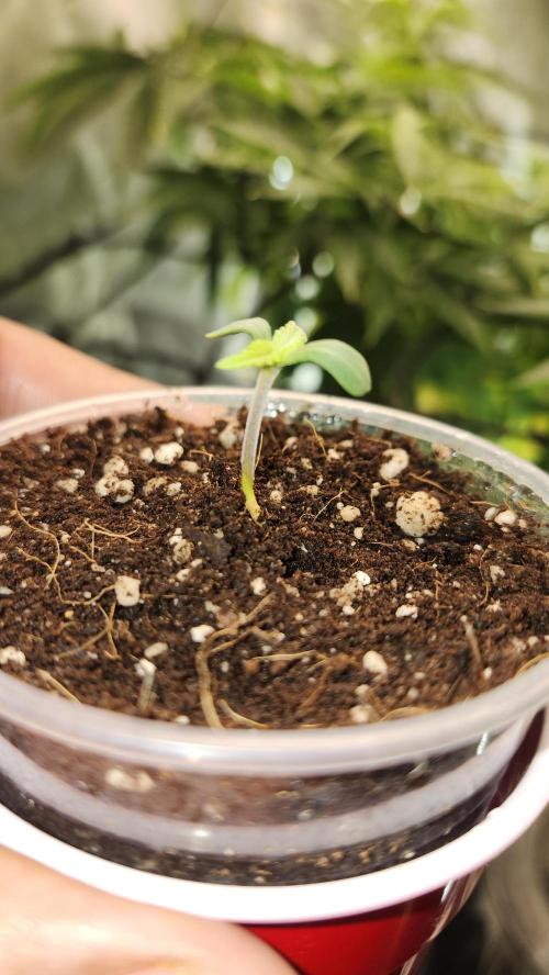 Grow Along (RDO). Week 0 - 01/08