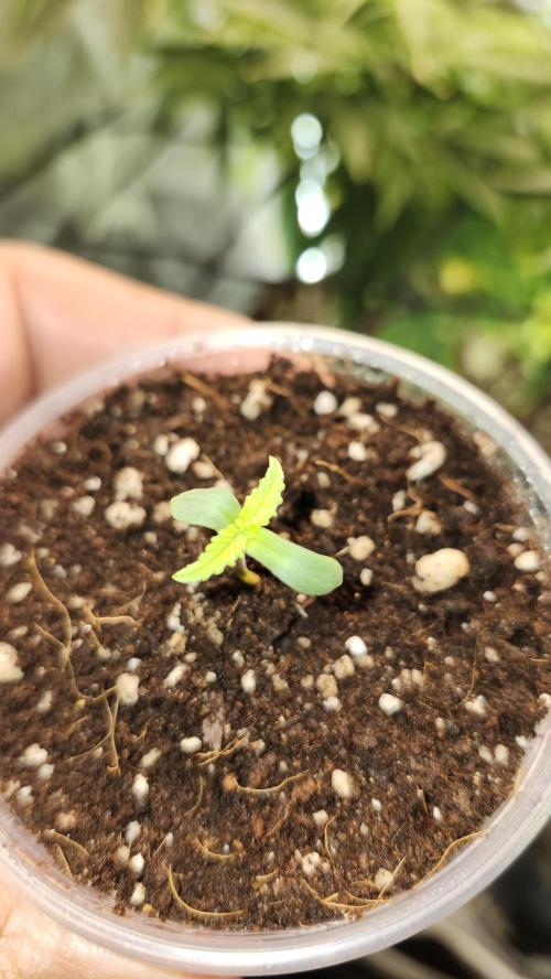 Grow Along (RDO). Week 0 - 01/08