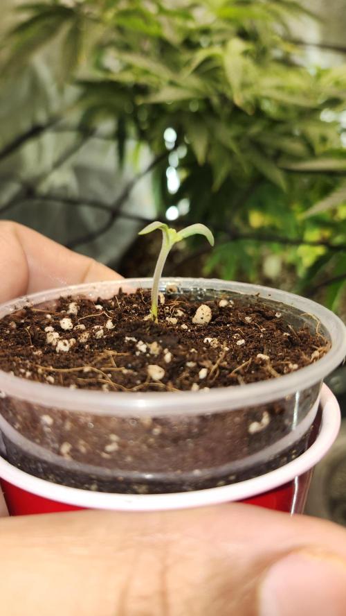 Grow Along (RDO). Week 0 - 01/08