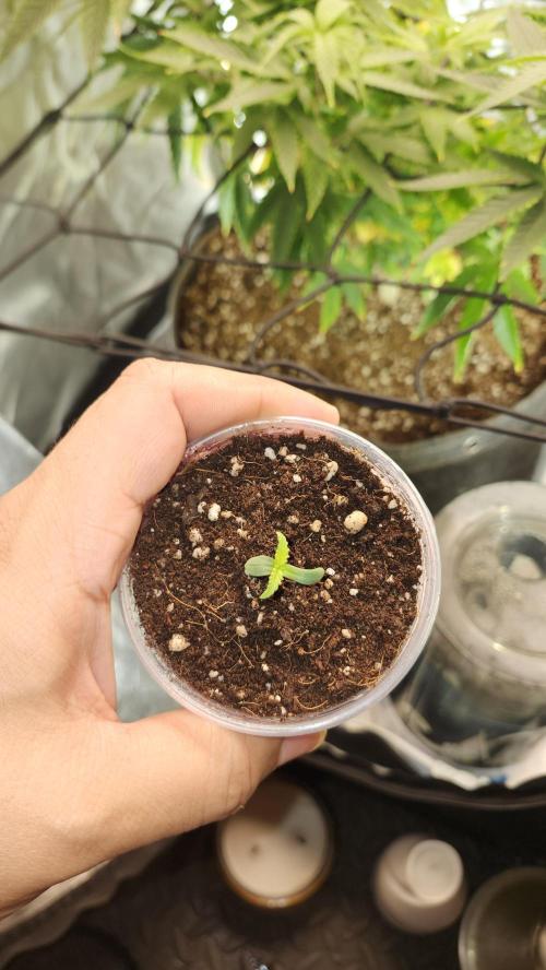 Grow Along (RDO). Week 0 - 01/08