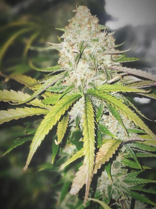 HAZE DRIP!!!. Week 25 - 1/11