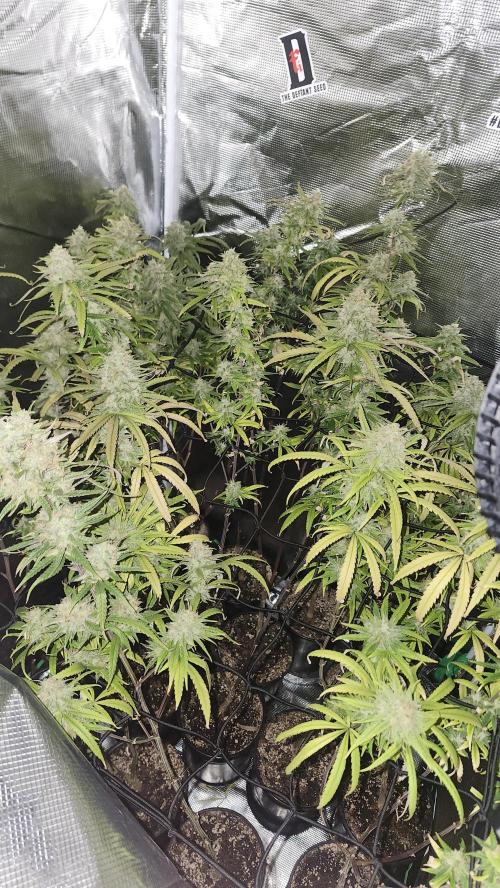 HAZE DRIP!!!. Week 25 - 1/11