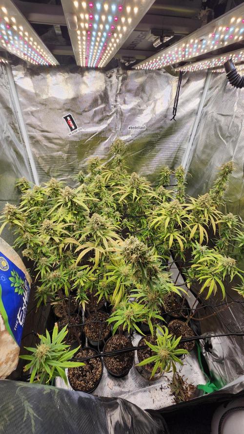 HAZE DRIP!!!. Week 25 - 1/11