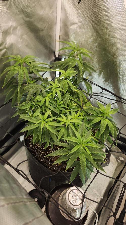 Grapeppy Grape!!. Week 14 - 01/11