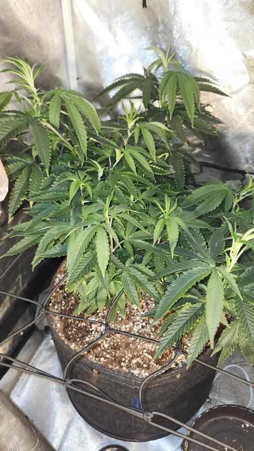 Grapeppy Grape!!. Week 15 - 01/11