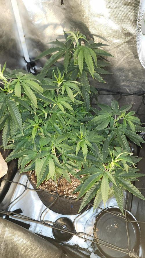 Grapeppy Grape!!. Week 15 - 01/11