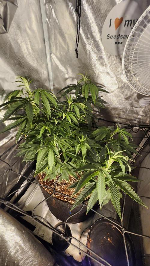 Grapeppy Grape!!. Week 15 - 01/11