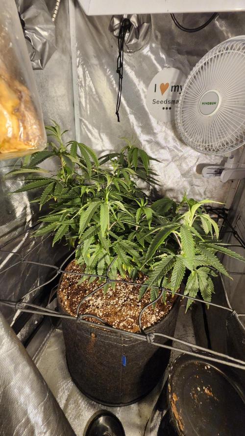 Grapeppy Grape!!. Week 15 - 01/11