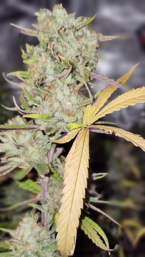 HAZE DRIP!!!. Week 26 - 1/11