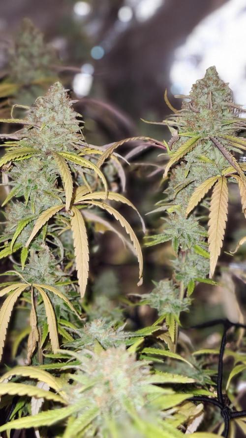 HAZE DRIP!!!. Week 26 - 1/11