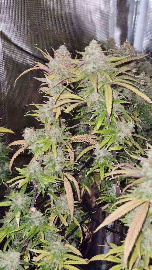 HAZE DRIP!!!. Week 26 - 1/11