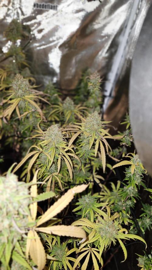 HAZE DRIP!!!. Week 26 - 1/11