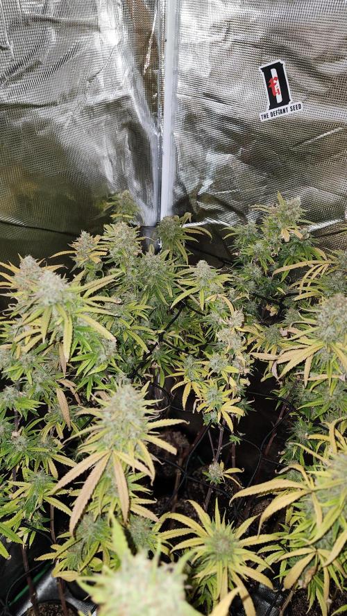 HAZE DRIP!!!. Week 26 - 1/11