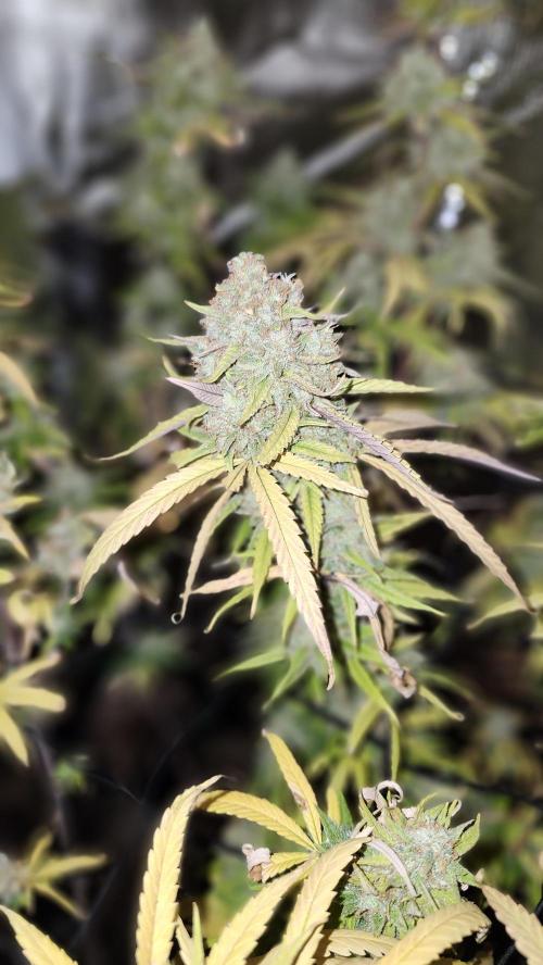 HAZE DRIP!!!. Week 26 - 1/11