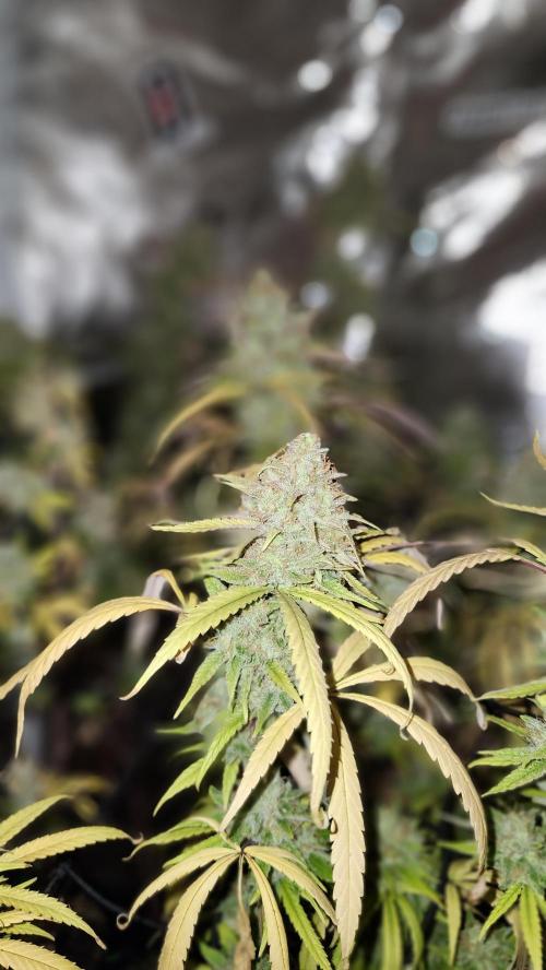 HAZE DRIP!!!. Week 26 - 1/11