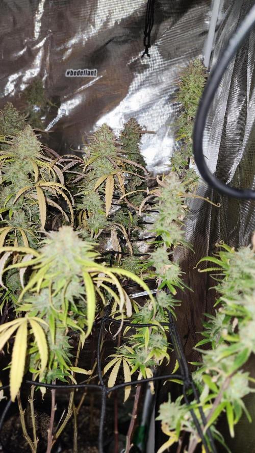 HAZE DRIP!!!. Week 26 - 1/11