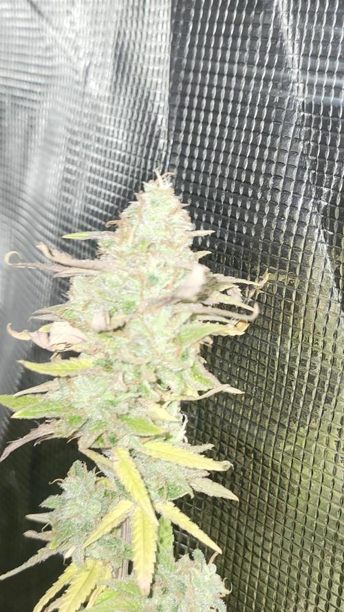 HAZE DRIP!!!. Week 26 - 01/19