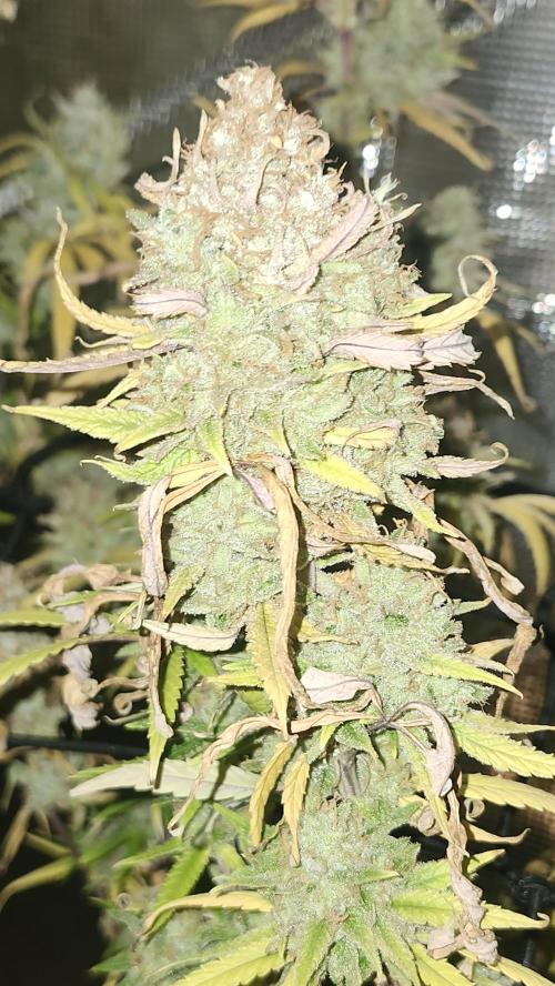 HAZE DRIP!!!. Week 26 - 01/19