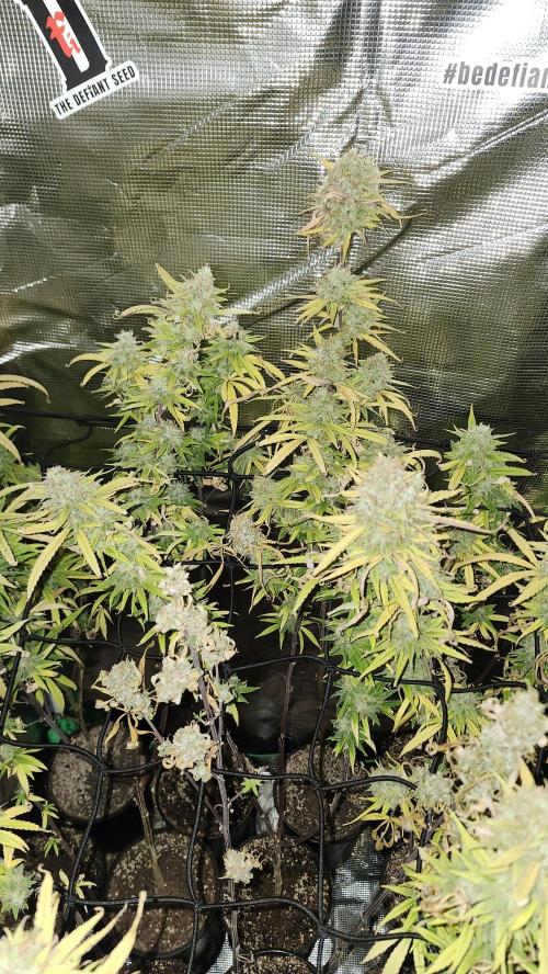 HAZE DRIP!!!. Week 26 - 01/19