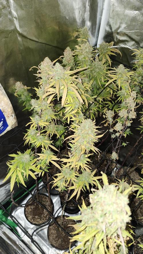 HAZE DRIP!!!. Week 26 - 01/19